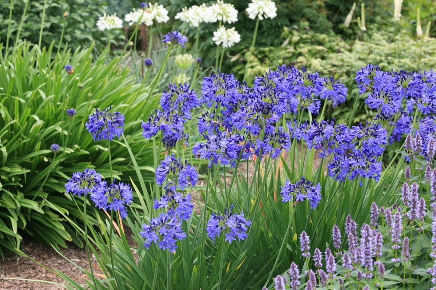 Agapanthus
