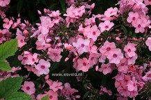 Phlox