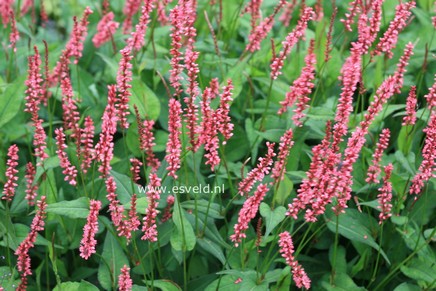 Persicaria