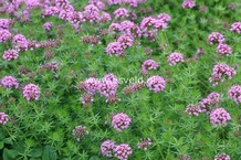 Phuopsis