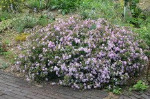 Saponaria