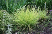 Sesleria