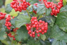 Viburnum