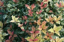 Osmanthus