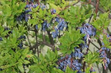 Vaccinium