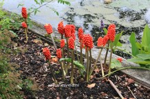 Arum