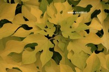 Broussonetia