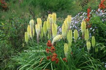 Kniphofia
