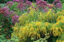 Solidago