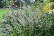 Sorghastrum