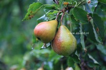 Pyrus