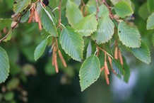 Alnus