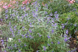 Caryopteris