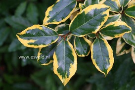 Elaeagnus