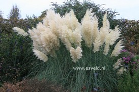 Cortaderia