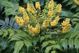 Mahonia