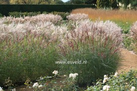 Miscanthus