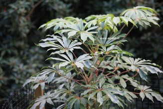 Schefflera