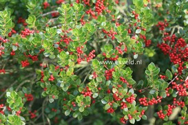 Ilex dimorphophylla