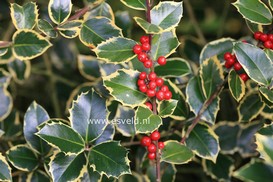 Ilex