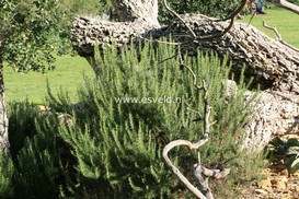 Rosmarinus