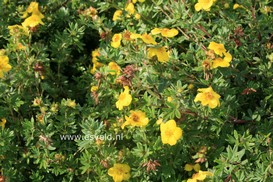 Potentilla