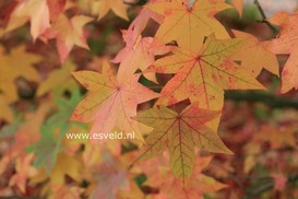 Liquidambar