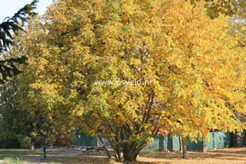 Pterocarya