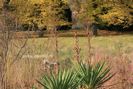Yucca