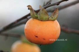 Diospyros