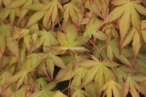 Acer palmatum 'Katsura'