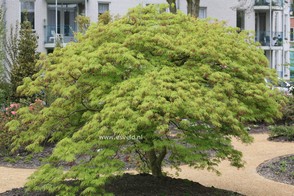Acer