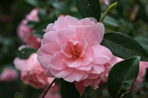 Camellia williamsii 'Donation'