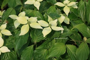 Cornus kousa 'National'