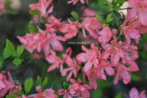 Rhododendron 'Blaauw's Pink' (Azalea)