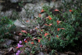 Zauschneria