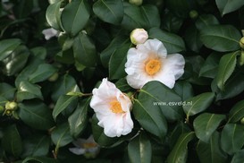 Camellia japonica 'Adelina Patti'