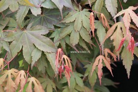 Acer palmatum 'Daiji-sen'