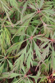 Acer palmatum 'Diana's Gem'
