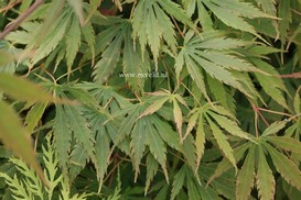 Acer palmatum 'Green Fingers'