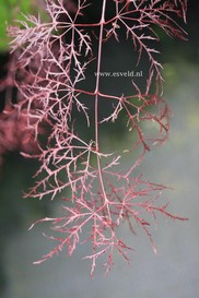 Acer palmatum 'Ruby Lace'