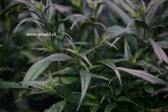 Strobilanthes