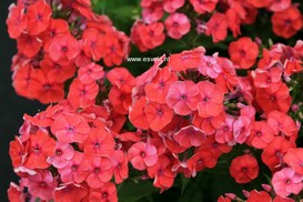 Phlox paniculata 'Barsixtytwo' (CORAL FLAME)
