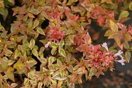 Abelia grandiflora 'Kaleidoscope'