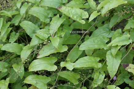 Rubus ichangensis