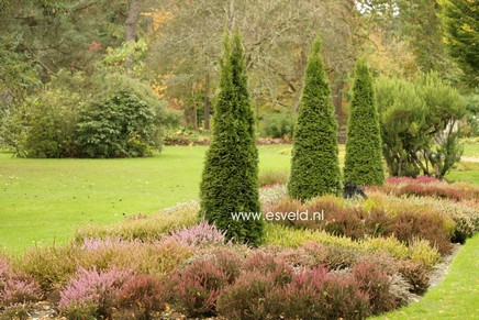 Thuja occidentalis 'Smaragd'