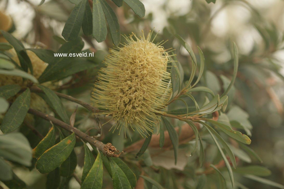 Banksia