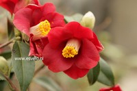 Camellia japonica 'Adeyaka'