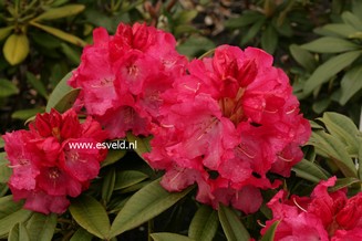 Rhododendron 'Berliner Liebe'
