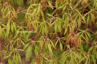 Acer palmatum 'Spring Delight'